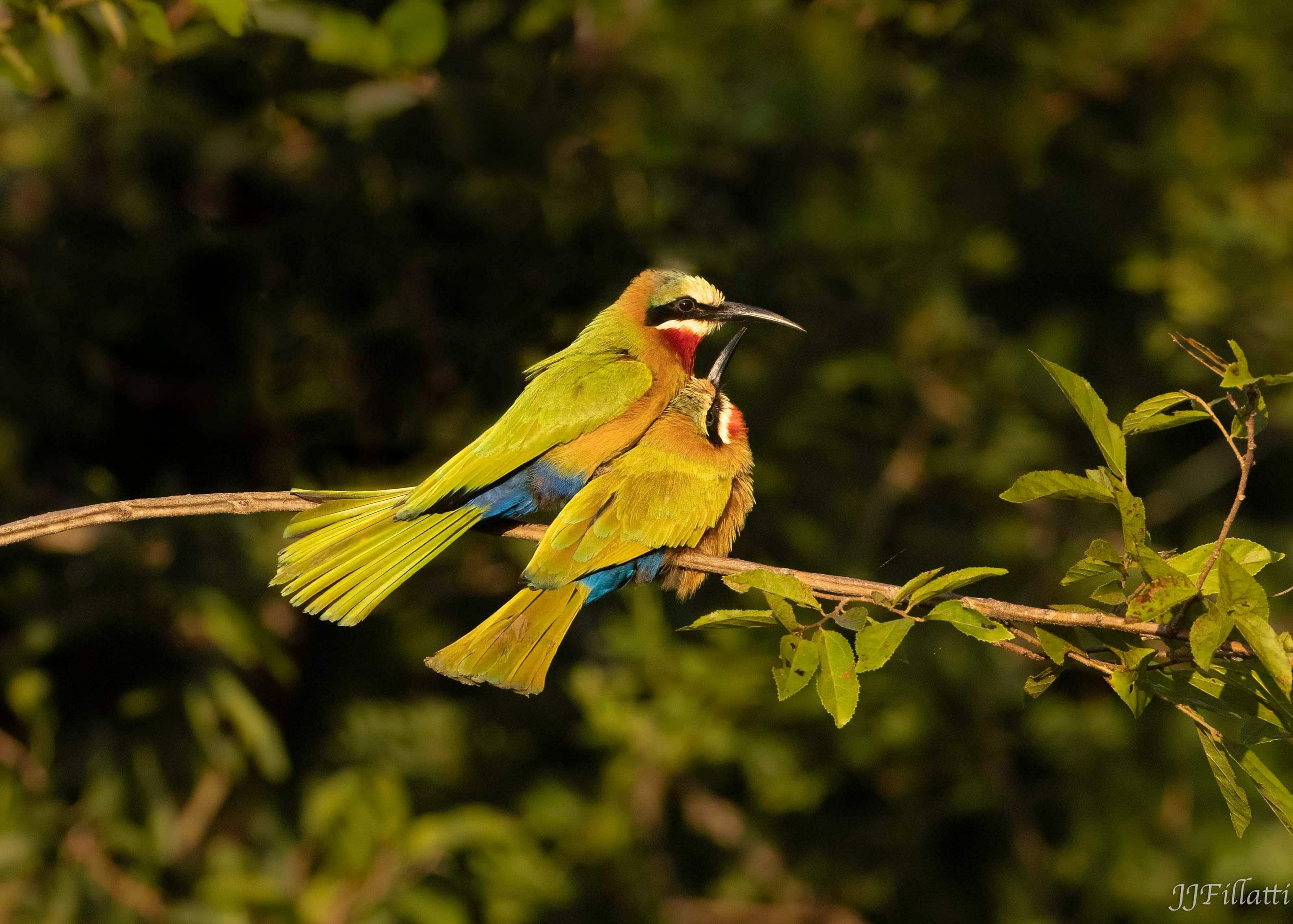 wildlife of Zimanga image 64